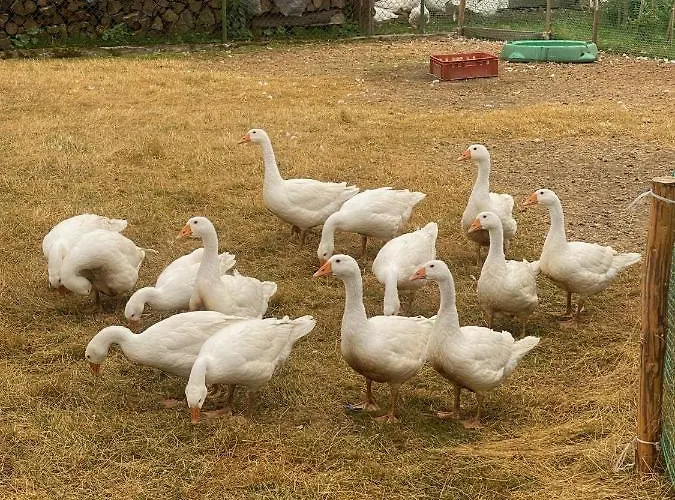 Tatil Evi Anielska *